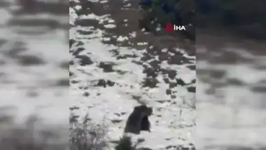 Karda Oyun Oynayan Ayılar Gülümsetti!