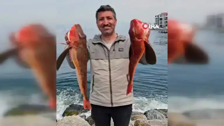 Amatör Balıkçıdan Rekor: 6,5 Kilo Kırlangıç Balığı!