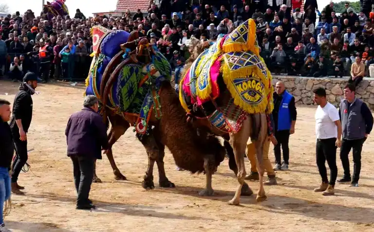 Havran'da Coşkulu Deve Güreşleri!