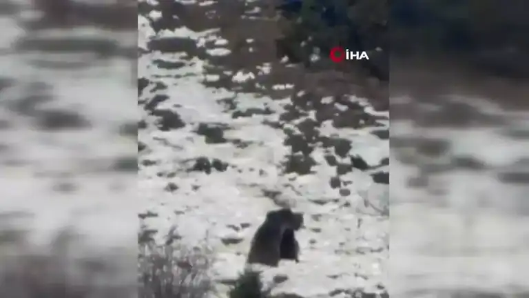 Karda Oyun Oynayan Ayılar Gülümsetti!